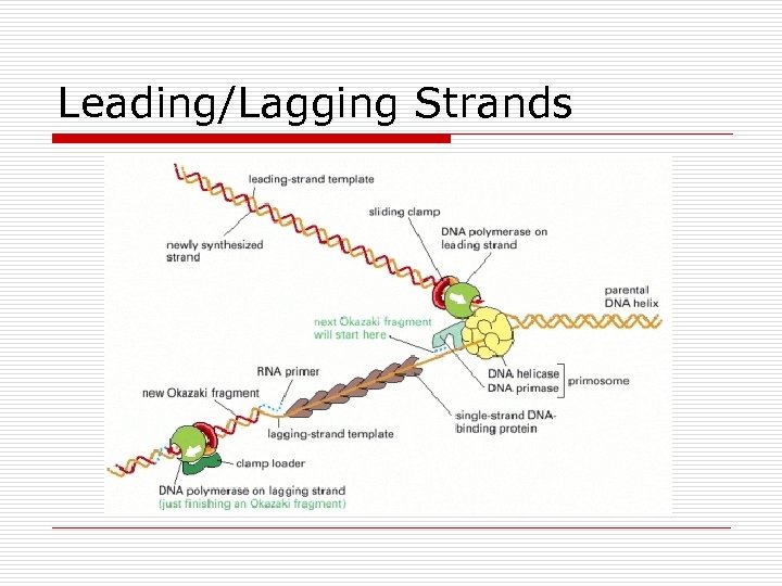 Leading/Lagging Strands 