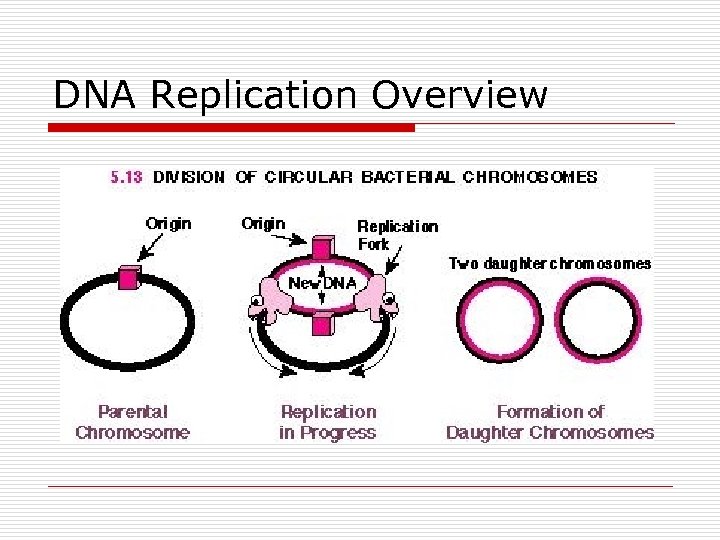 DNA Replication Overview 