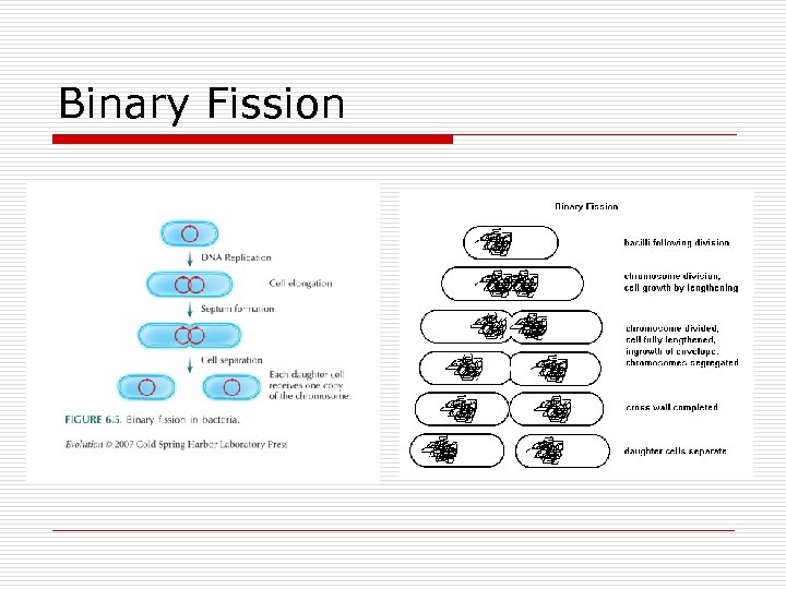 Binary Fission 