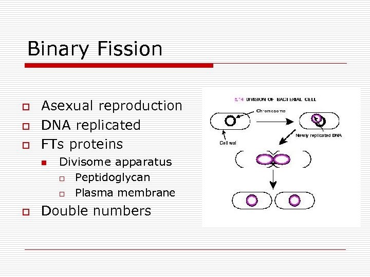 Binary Fission o o o Asexual reproduction DNA replicated FTs proteins n o Divisome