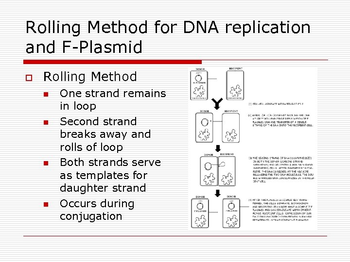 Rolling Method for DNA replication and F-Plasmid o Rolling Method n n One strand