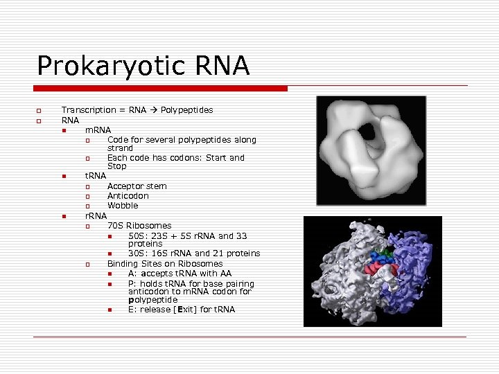 Prokaryotic RNA o o Transcription = RNA Polypeptides RNA n m. RNA o Code