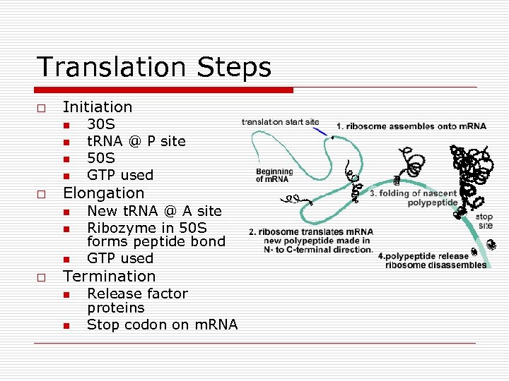 Translation Steps o Initiation n n o Elongation n o 30 S t. RNA