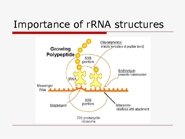 Importance of r. RNA structures 