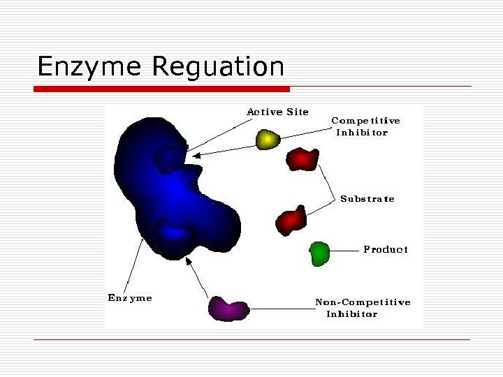 Enzyme Reguation 