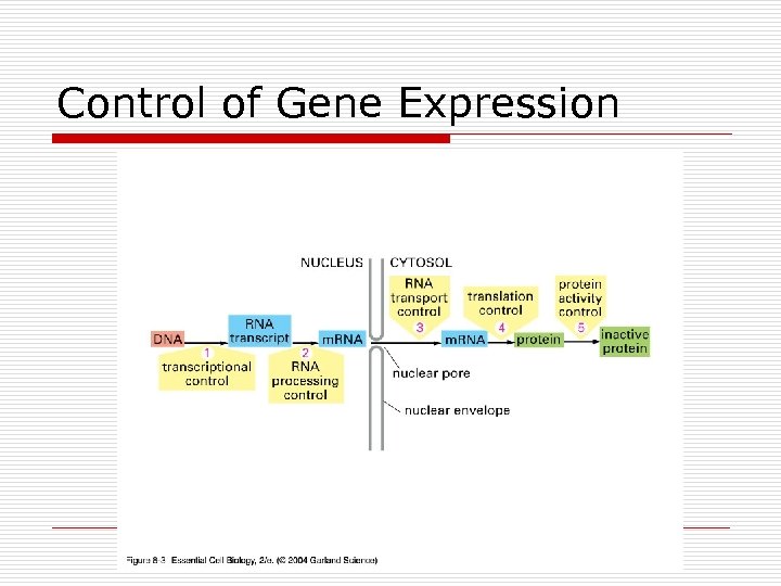 Control of Gene Expression 