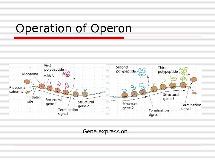 Operation of Operon Gene expression 