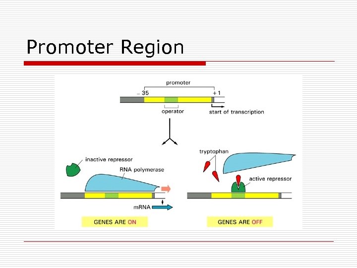 Promoter Region 