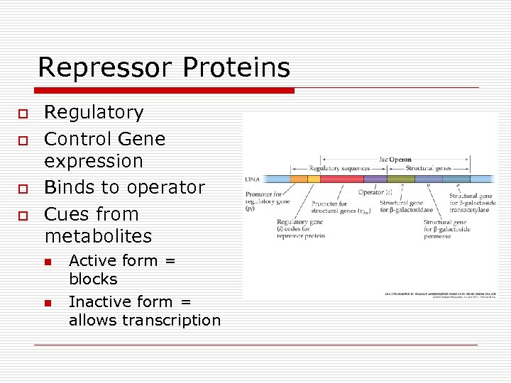 Repressor Proteins o o Regulatory Control Gene expression Binds to operator Cues from metabolites