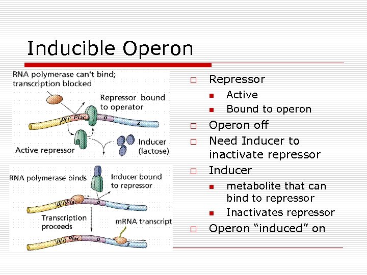 Inducible Operon o Repressor n n o o o Operon off Need Inducer to