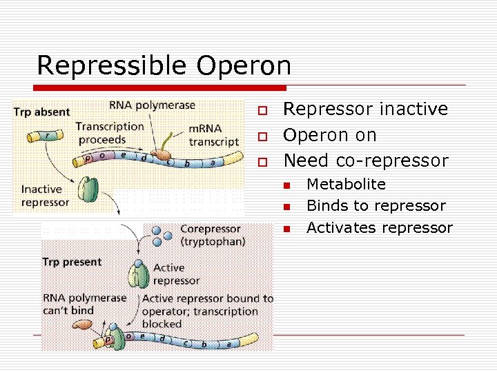 Repressible Operon o o o Repressor inactive Operon on Need co-repressor n n n