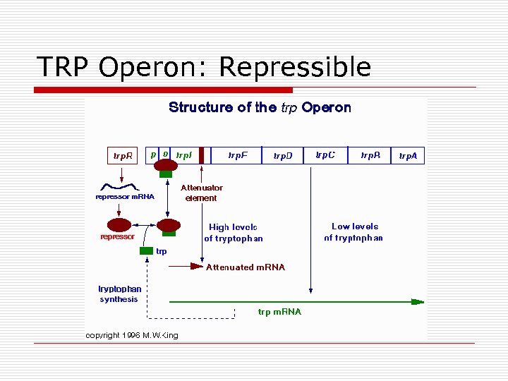 TRP Operon: Repressible 