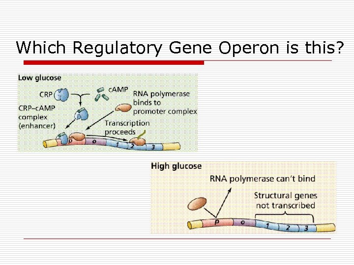 Which Regulatory Gene Operon is this? 