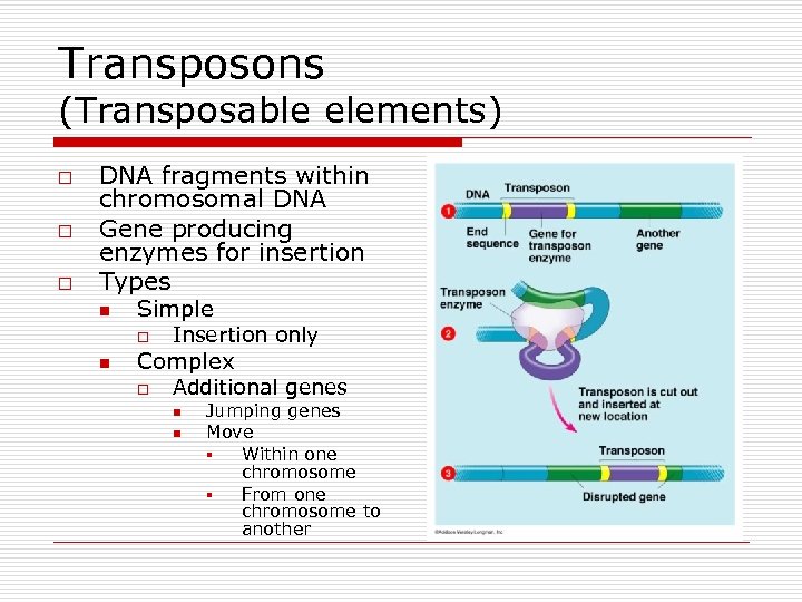 Transposons (Transposable elements) o o o DNA fragments within chromosomal DNA Gene producing enzymes