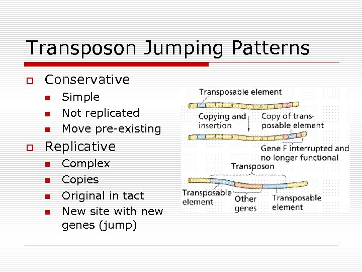 Transposon Jumping Patterns o Conservative n n n o Simple Not replicated Move pre-existing