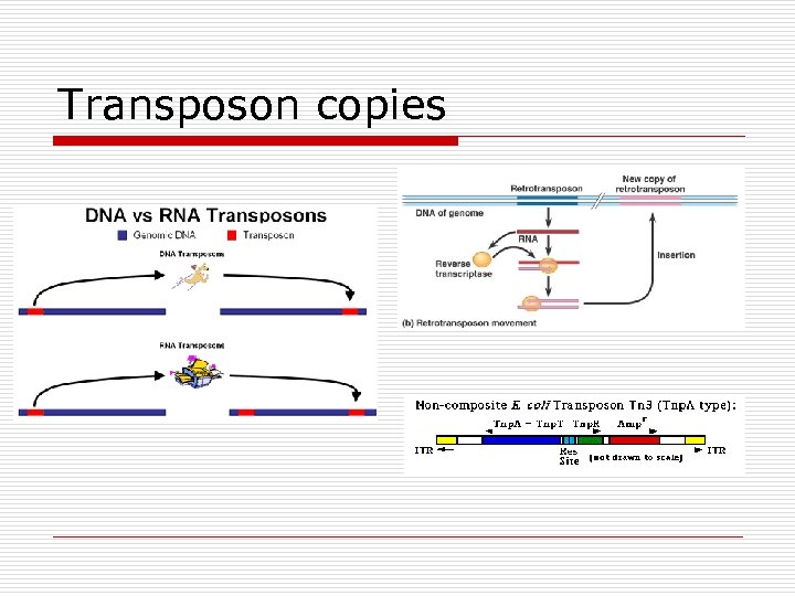 Transposon copies 