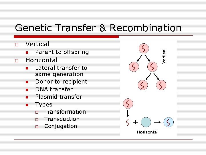 Genetic Transfer & Recombination o Vertical n o Parent to offspring Horizontal n n