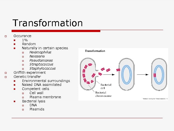 Transformation o o o Occurance n 1% n Random n Naturally in certain species