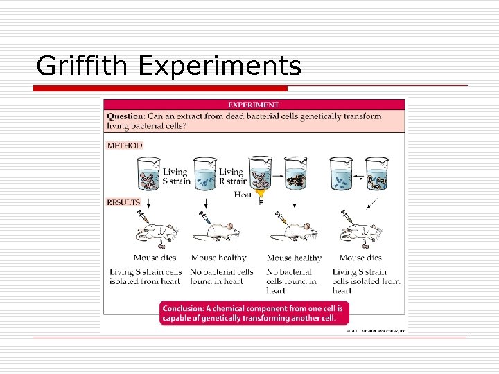 Griffith Experiments 