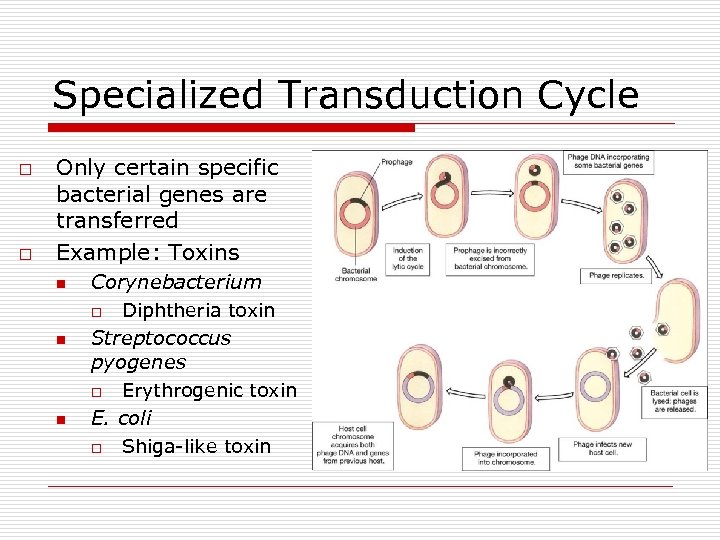 Specialized Transduction Cycle o o Only certain specific bacterial genes are transferred Example: Toxins