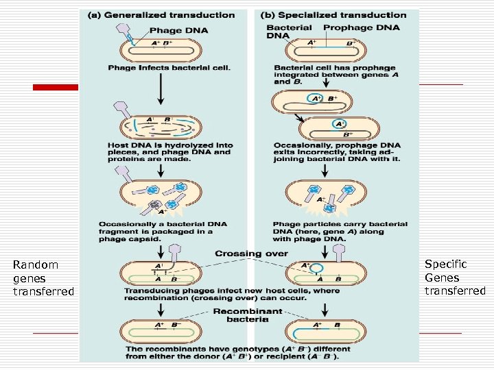 Random genes transferred Specific Genes transferred 