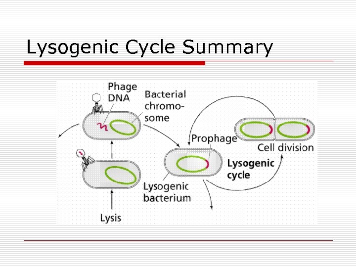 Lysogenic Cycle Summary 