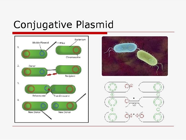 Conjugative Plasmid 