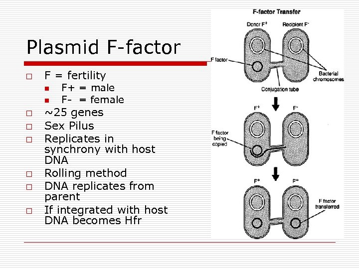 Plasmid F-factor o F = fertility n n o o o F+ = male