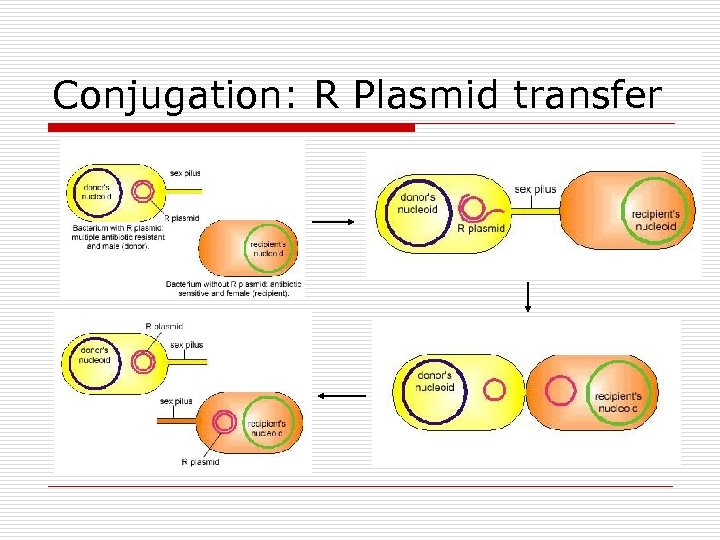 Conjugation: R Plasmid transfer 