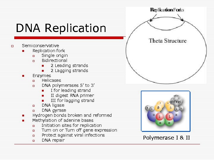 DNA Replication o Semiconservative n Replication fork o Single origin o Bidirectional n 2