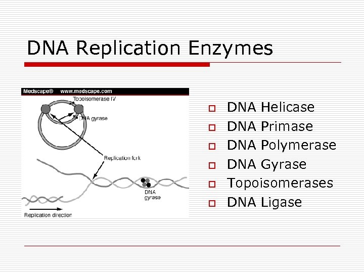 DNA Replication Enzymes o o o DNA Helicase DNA Primase DNA Polymerase DNA Gyrase