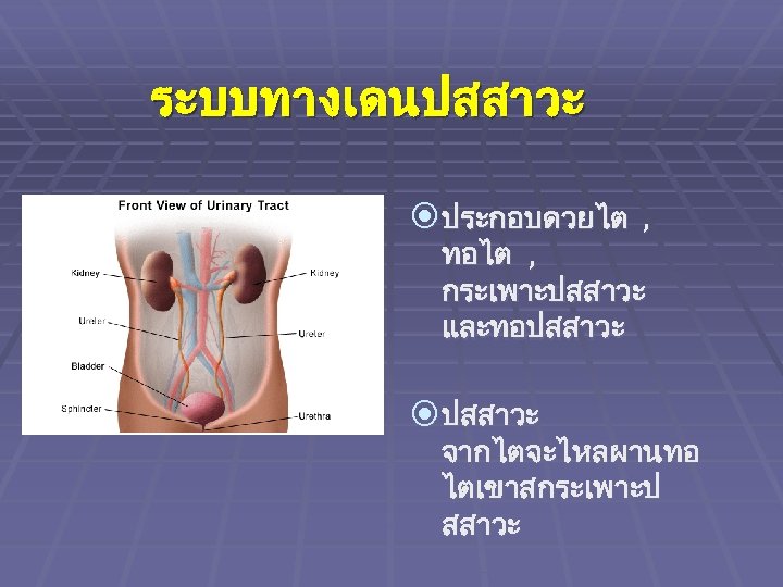 ระบบทางเดนปสสาวะ ประกอบดวยไต , ทอไต , กระเพาะปสสาวะ และทอปสสาวะ จากไตจะไหลผานทอ ไตเขาสกระเพาะป สสาวะ 