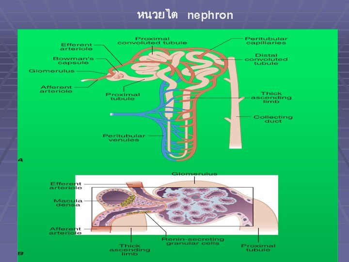 หนวยไต nephron 