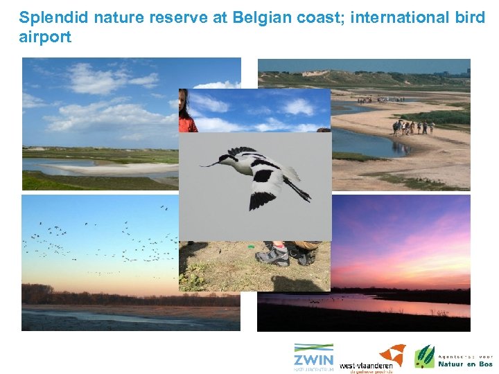 Splendid nature reserve at Belgian coast; international bird airport 