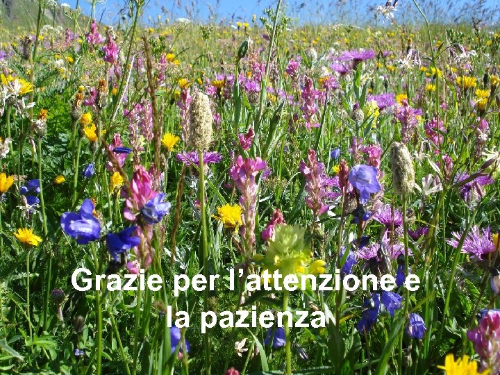 Grazie per l’attenzione e la pazienza 