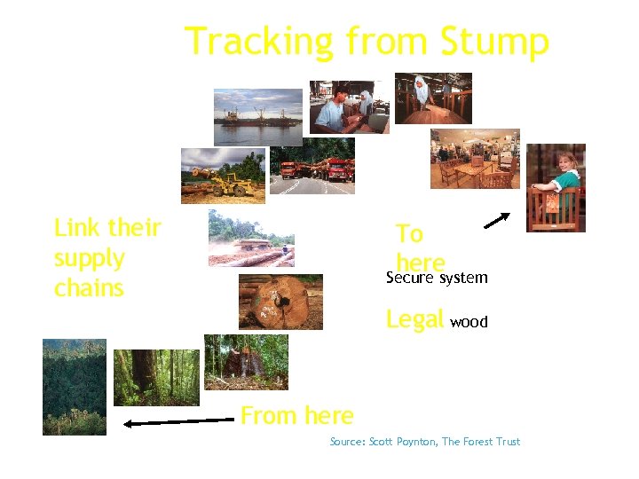 Tracking from Stump Link their supply chains To here Secure system Legal wood From