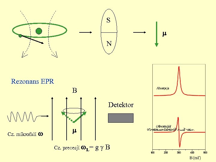 S N Rezonans EPR B Detektor Cz. mikrofali Cz. precesji L= g B 