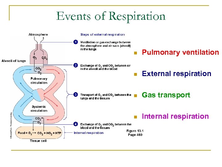 Events of Respiration n Pulmonary ventilation n External respiration n Gas transport n Internal