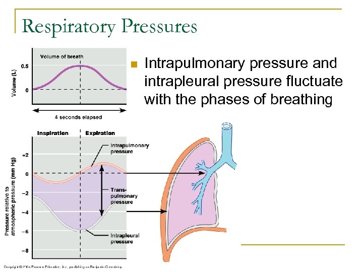Respiratory Pressures n Intrapulmonary pressure and intrapleural pressure fluctuate with the phases of breathing