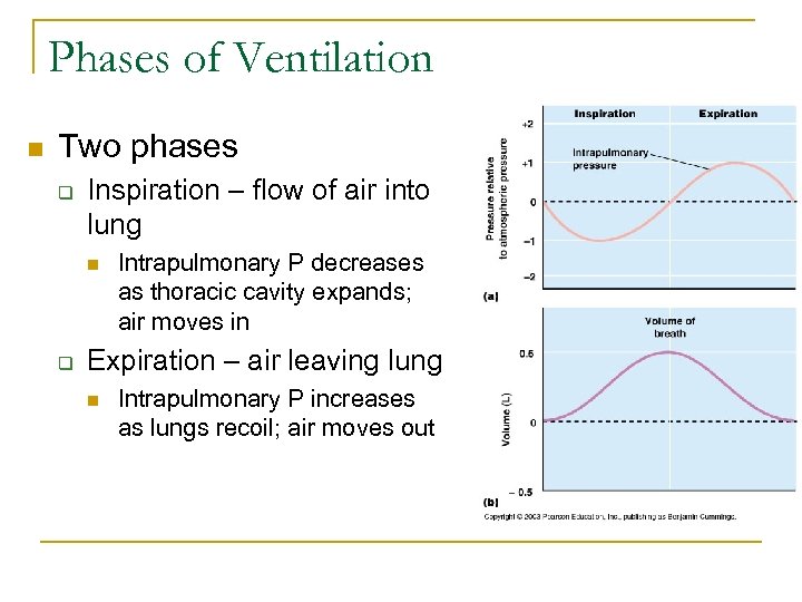 Phases of Ventilation n Two phases q Inspiration – flow of air into lung