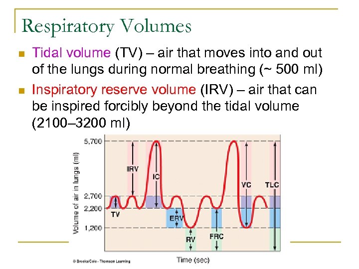Respiratory Volumes n n Tidal volume (TV) – air that moves into and out