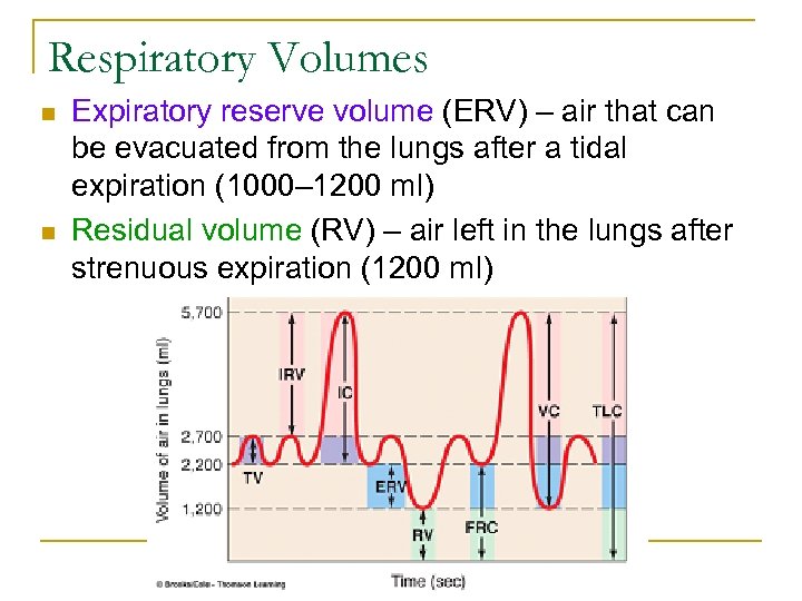 Respiratory Volumes n n Expiratory reserve volume (ERV) – air that can be evacuated