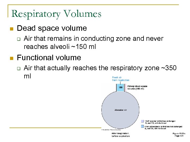 Respiratory Volumes n Dead space volume q n Air that remains in conducting zone