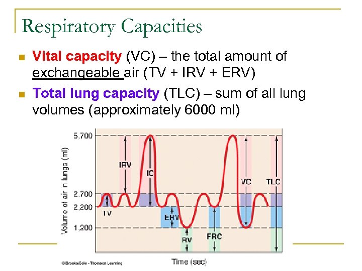 Respiratory Capacities n n Vital capacity (VC) – the total amount of exchangeable air