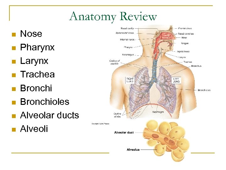 Anatomy Review n n n n Nose Pharynx Larynx Trachea Bronchioles Alveolar ducts Alveoli
