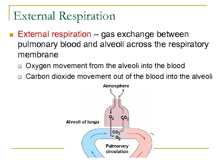 External Respiration n External respiration – gas exchange between pulmonary blood and alveoli across