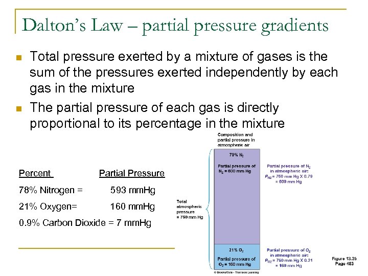 Dalton’s Law – partial pressure gradients n n Total pressure exerted by a mixture