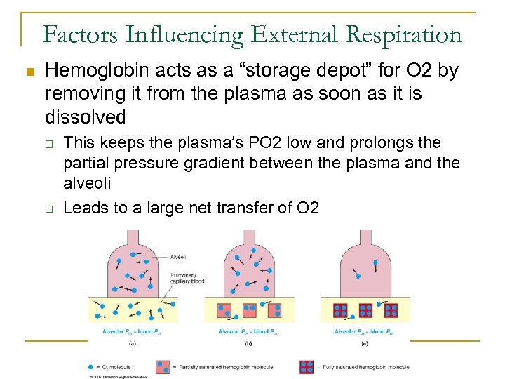 Factors Influencing External Respiration n Hemoglobin acts as a “storage depot” for O 2