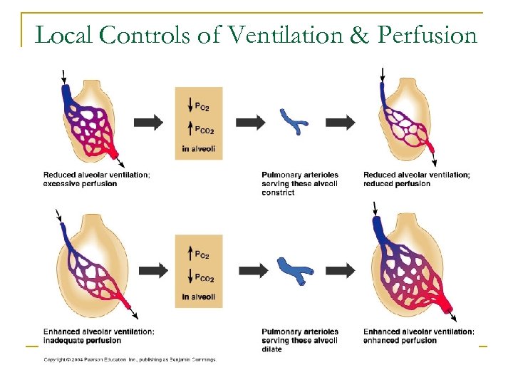 Local Controls of Ventilation & Perfusion 