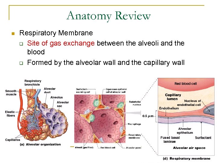 Anatomy Review n Respiratory Membrane q Site of gas exchange between the alveoli and
